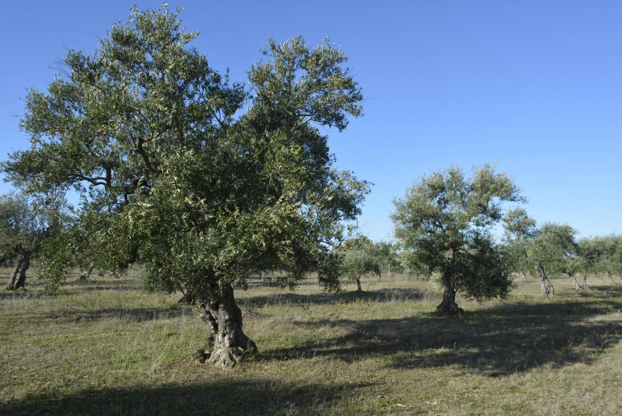Agriturismo Poggio Ferrata Ruvo di Puglia Exterior foto